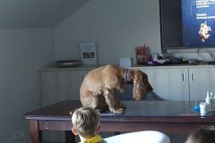 W klinice weterynaryjnej W klinice weterynaryjnej