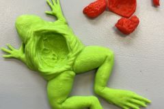 Wydruk 3D anatomia żaby